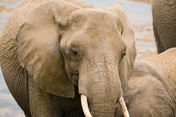Obraz premium Closeup of elephant in Tanzania.