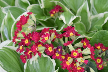 Maroon (burgundy) yellow flowers