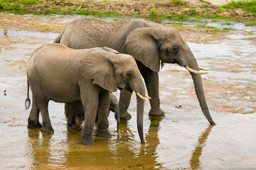 Group of elephant walking in shallow river.