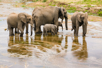 Fototapeta na wymiar Group of elephant walking and drinking in shallow river.