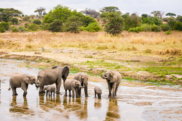 Fototapeta na wymiar a group of African Elephants walking and drinking in a shallow river bed.