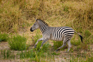 Zebra running in Tanzania, Africa.