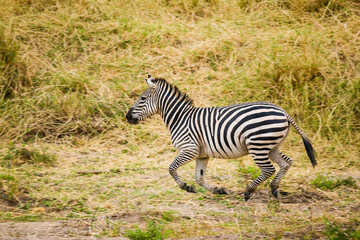 Fototapeta na wymiar Zebra in Tanzania, Africa.