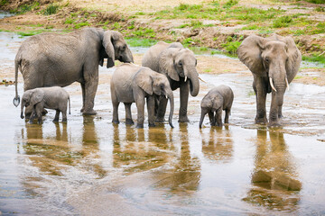 Obraz premium a group of African Elephants walking and drinking in a shallow river bed.