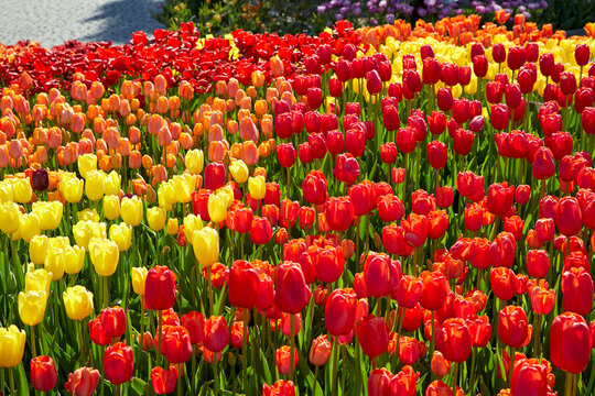 Tulip garden with many colorful flowers in red, yellow, orange, purple and bright green stems
