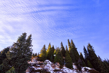 Expressive slender spruce forest on granite rocks illuminated by gentle evening sunlight on the background of blue sky with interesting clouds