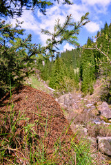 Giant anthill on the bank of the river among the coniferous forest in the mountains