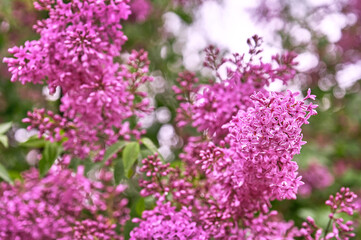 Bright flowering branches of lilac in the spring season