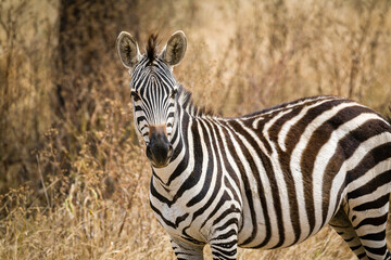 Fototapeta na wymiar Closeup of Zebra looking at the camera in Tanzania, Africa.