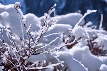 Splendor of nature in unexpected and unusual forms: morning white hoarfrost and ice on the bush branches in the mountains at sunrise in the winter season