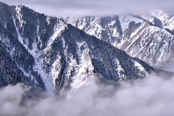 Majestic snowy mountains with fir forest  in the winter season