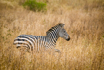 Fototapeta na wymiar Zebra running through tall grass in Tanzania, Africa.
