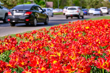 Blooming red tulips against the background of city traffic; the flow of vehicles in the city in the spring season