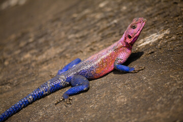 Red headed Agama lizard on a rock.