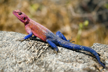 Naklejka na ściany i meble Red headed Agama lizard on a rock.