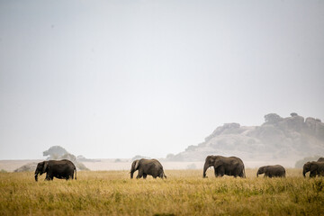 Elephant family walking across the open savanna grasslands.  © LorneChapmanPhoto