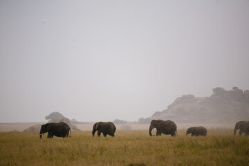 Elephant family walking across the open savanna grasslands.  © LorneChapmanPhoto