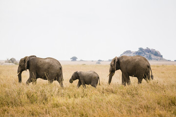 Elephant family walking across the open savanna grasslands.
