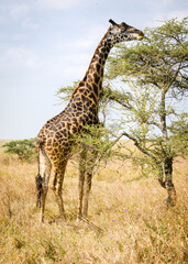 Giraffe feeding on an Acacia tree in Tarangire Park Tanzania.
