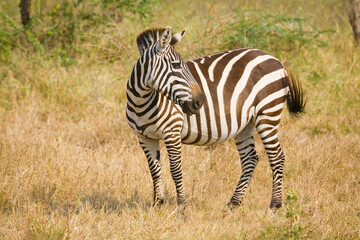 Zebra standing looking back.