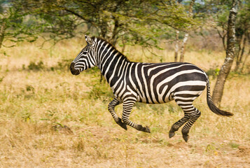 Zebra running full gallop on the plain.