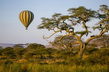 Poster Hot air balloon floating over an acacia tree in Serengeti National Park. © LorneChapmanPhoto