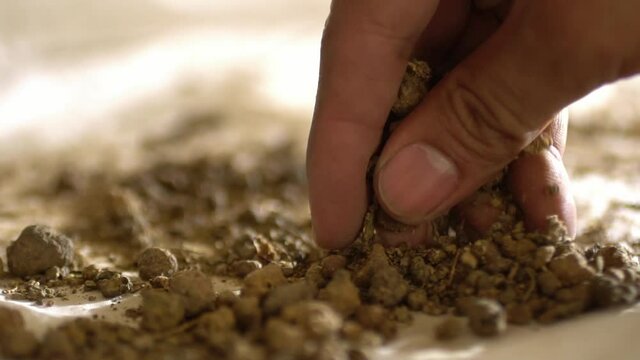 Traditional Pakistani Culture, Creating Madder Powder From Organic Plant Roots