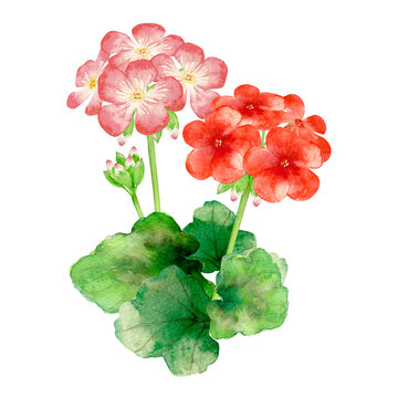ゼラニウム Images Browse 3 472 Stock Photos Vectors And Video Adobe Stock