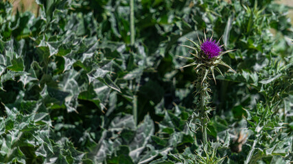 Cardo mariano (Silybum marianum)