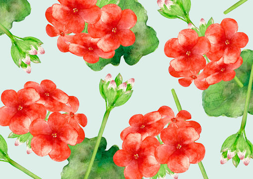 ゼラニウム Images Browse 3 429 Stock Photos Vectors And Video Adobe Stock