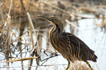 Profile portrait of an American Bittern backlit in the marsh at Alamosa National Wildlife Refuge in Colorado