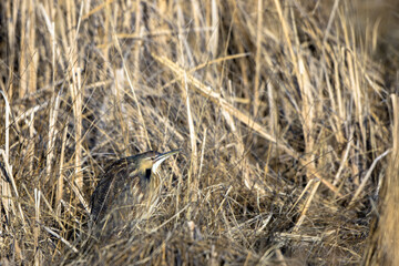 American Bittern camouflaged in the marsh at Alamosa National Wildlife Refuge in Colorado