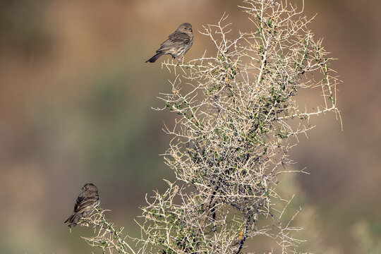 Two Brewer’s Sparrows perch in a bush in southern Utah in spring