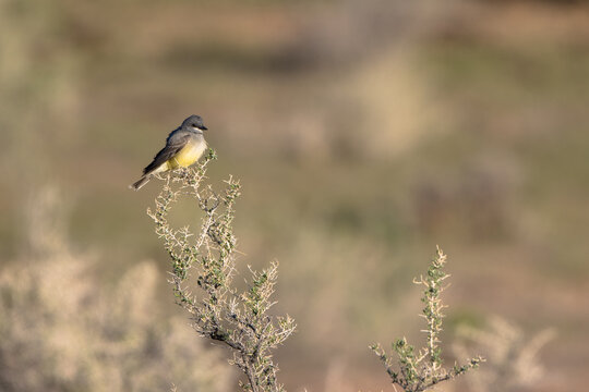 A Cassin’s Kingbird perches in a bare bush in southern Utah in spring