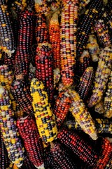 Colored corn cobs.Cereals and grain culture. Multicolored corn.Variegated corn texture. corn cobs...