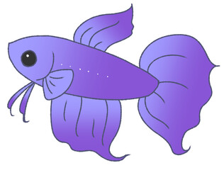 Fototapeta premium 幼いオスベタ（青色）