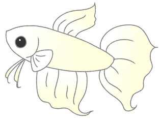 幼いオスベタ（白色）