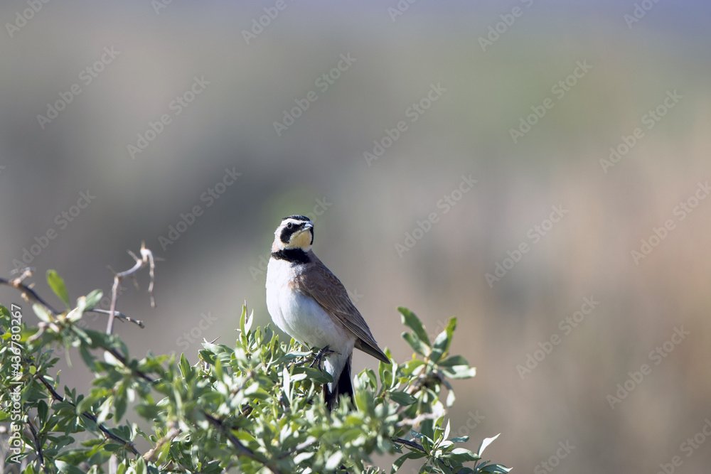 Wall mural Horned Lark at dawn in a field in southern Utah in spring