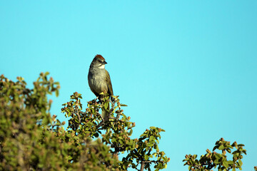 Green-tailed Towhee at dawn in Mesa Verde National Park in Colorado