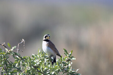 Horned Lark at dawn in a field in southern Utah in spring