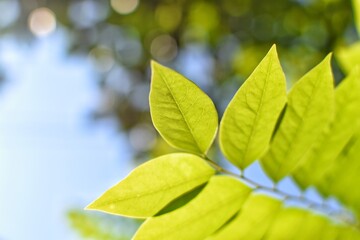 Leaves of the gooseberry with sunshine and blurred background.
