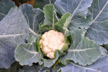 The cabbage grows in vegetable plots. Cabbage weights generally range from 500 to 1,000 grams.