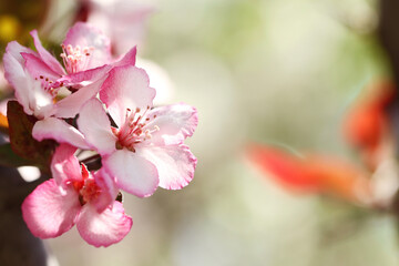 Naklejka na ściany i meble pink cherry blossoms