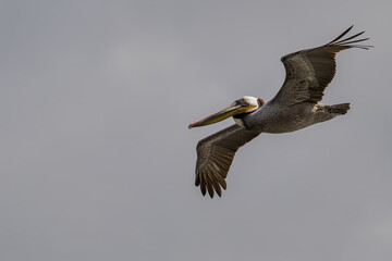 2021-03-10 A BROWN PILICAN FLYING OVER THE LA JOLLA COVE IN MARCH