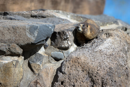 Yellow-bellied Marmot on a stone wall atop the Grand Mesa in Colorado