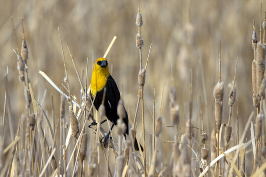 Male Yellow-headed Blackbird in the marsh at Alamosa National Wildlife Refuge in Colorado
