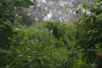 wild plant