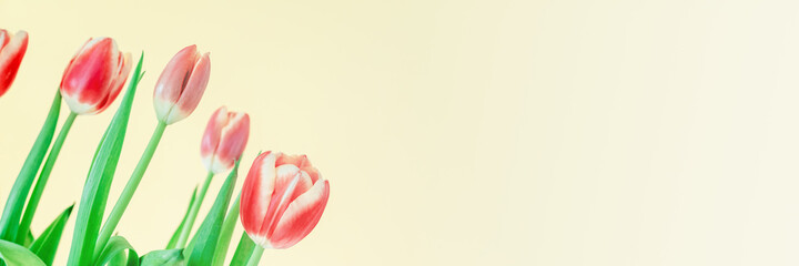 Beautiful red tulips on a yellow background. Fresh spring flowers. Copy space for text. Floral summer concept. Banner.