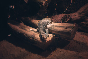 A large cold-blooded lizard basks in the light of a lamp and sleeps in a terrarium