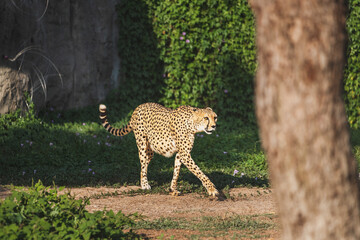 Adult cheetah walks in a zoo safari park. Beauty and strength of African big predator cats